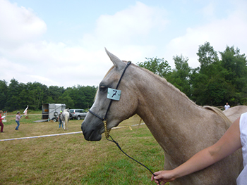 Cheval Loisir Nievre © Grain d'Orge